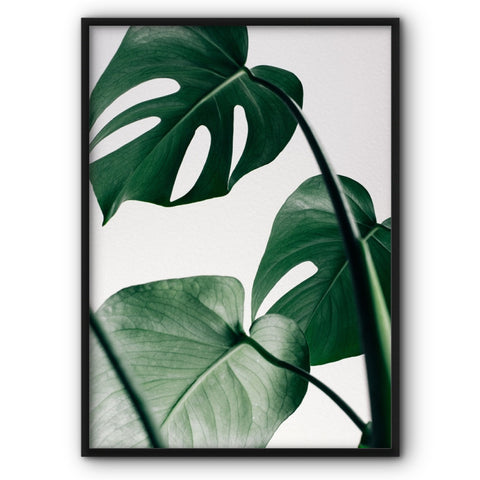 monstera-leaves-canvas-print