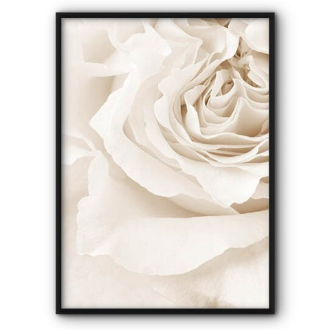 White Rose Canvas Print