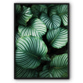 Round Tropical Leaves Canvas Print