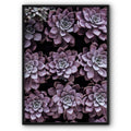 Violet Succulent Plants Canvas Print