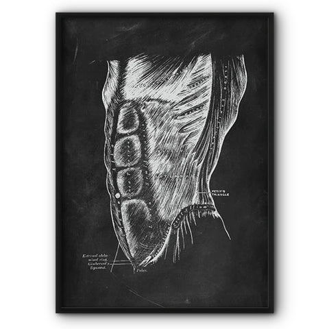 Abdominal Oblique Muscles Chalkboard Illustration Canvas Print