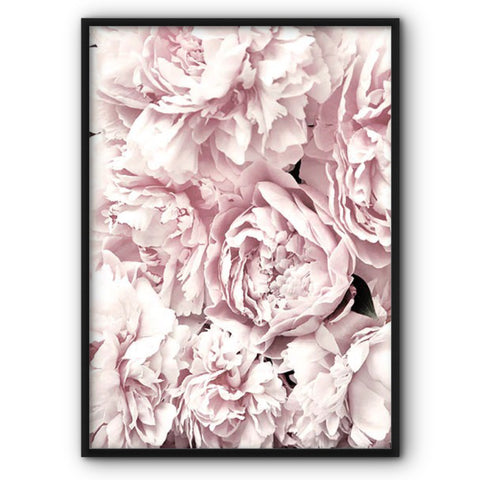 Pink Peonies Canvas Print No3