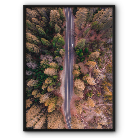 A Road In The Forest Canvas Print