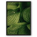 Morning Dew Leaves Canvas Print