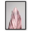 Pink Feather Canvas Print