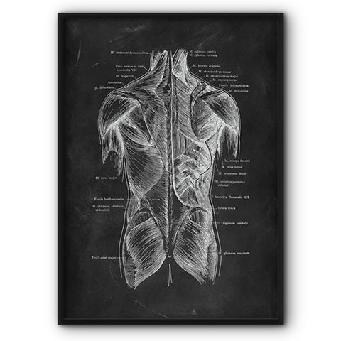 Back Muscles Chalkboard Illustration Canvas Print