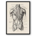 Back Muscles Anatomical Medical Illustration Canvas Print