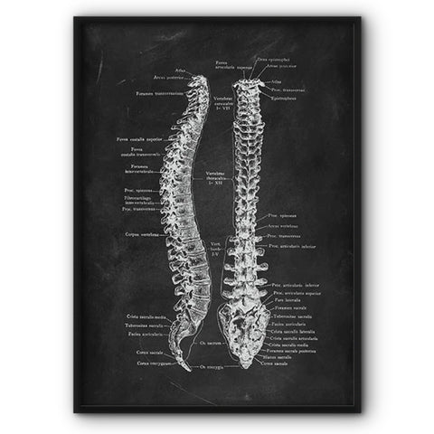 spine-anatomy-chalkboard-illustration-canvas-print