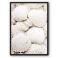 White Seashells Canvas Print