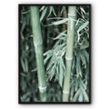 Bamboo Plant Canvas Print