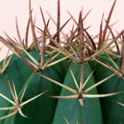 summer-cactus-canvas-poster