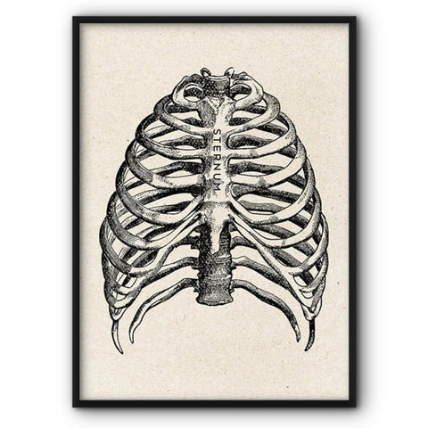 Rib Cage Anatomical Medical Illustration Canvas Print