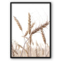 Wheat Closeup Canvas Print