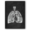 Lungs Anatomy Chalkboard Illustration Canvas Print