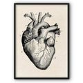 Heart Anatomical Medical Illustration Canvas Print