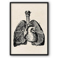 Lungs Anatomical Medical Illustration Canvas Print
