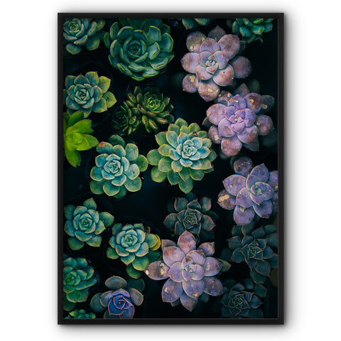 green-succulent-plants-canvas-print