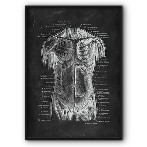 front-muscles-chalkboard-illustration-canvas-print
