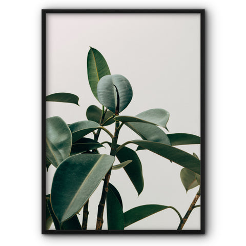 rubber-plant-canvas-print