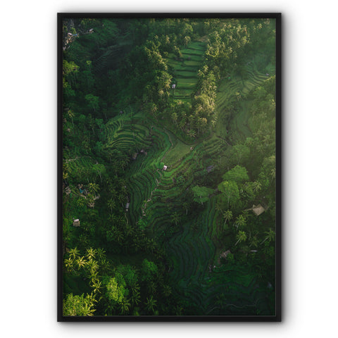 rice-paddy-fields-canvas-print