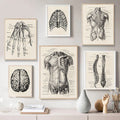 Front Muscles Anatomical Medical Illustration Canvas Print