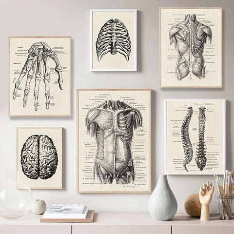Spine Anatomical Medical Illustration Canvas Print
