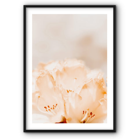 flower-in-warm-tones-canvas-print