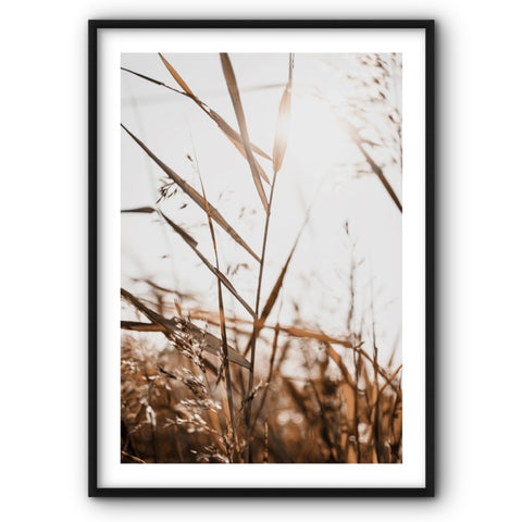 rye-in-the-sun-canvas-print