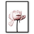 A Rose On White Canvas Print