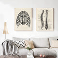 Spine Anatomical Medical Illustration Canvas Print
