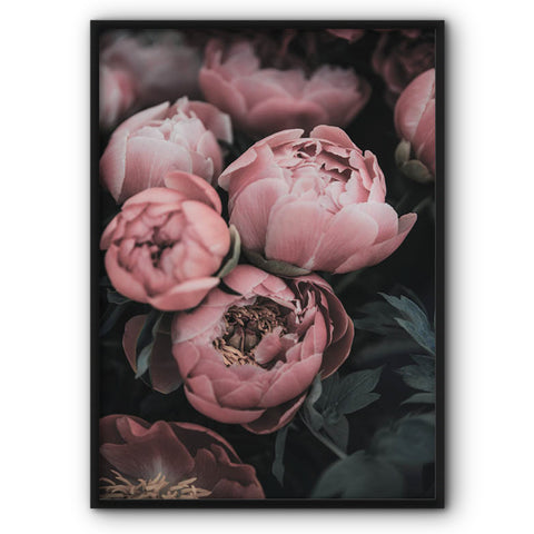 pink-peonies-canvas-print
