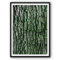 Tree Bark Canvas Print