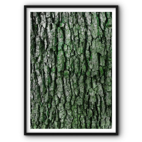 tree-bark-canvas-print