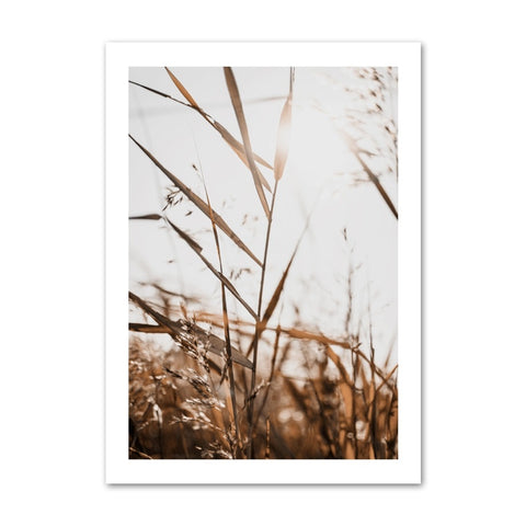 rye-in-the-sun-canvas-print