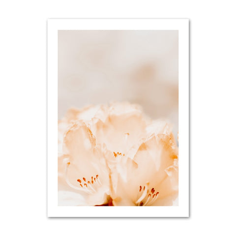 flower-in-warm-tones-canvas-print