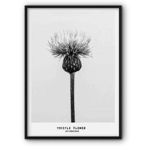thistle-canvas-print